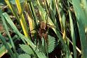 Dolomedes_plantarius_P1073_O_89_Les Gris_Frankrijk